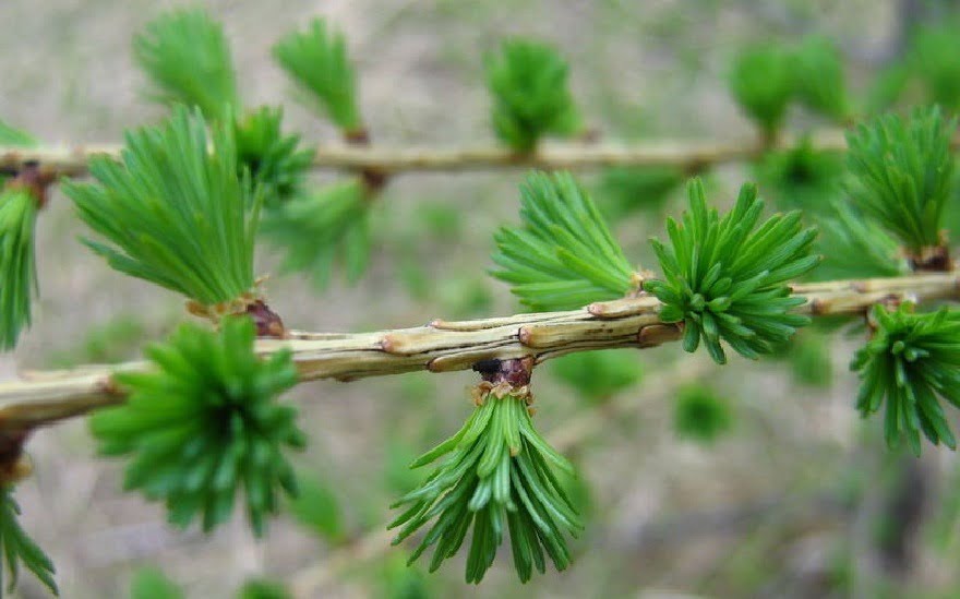 EuropeseLariks EuropeseLariks