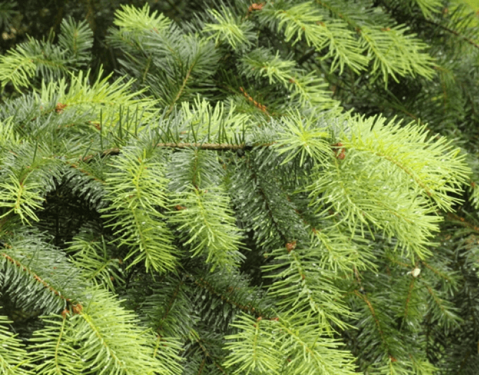 douglasSpar douglasSpar